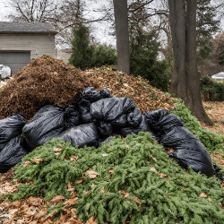 Branches, Grass, Leaves, Garbage Bag pile